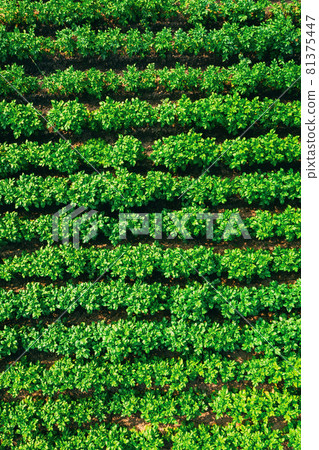 Elevated Flat View Of Vegetable Garden, Potato Plantation, Potatoes Field At Summer Evening. Garden Beds 81375447