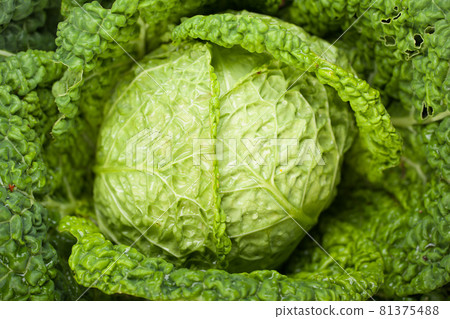 fresh ripe cabbage, closeup view 81375488