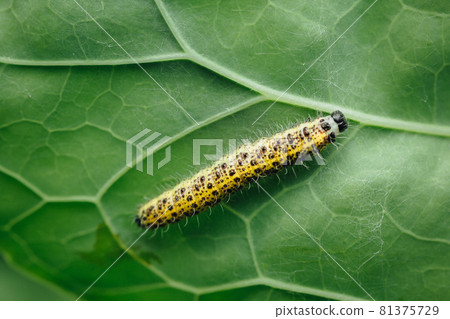 yellow caterpillar on green leaf yellow caterpillar on green leaf 81375729