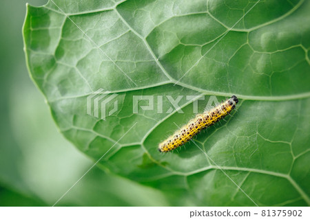 yellow caterpillar on green leaf 81375902