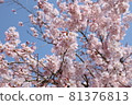 Cherry Blossoms	 81376813