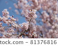 Cherry Blossoms	 81376816