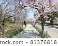 Row of cherry trees 81376818