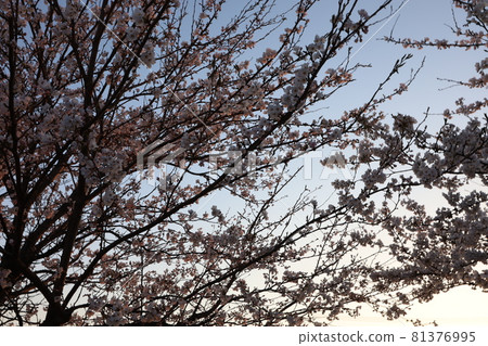 Cherry Blossoms Cherry Blossoms 81376995