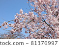 Cherry Blossoms	 81376997