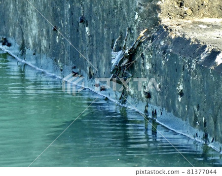 Miyakojima, Okinawa Prefecture Crabs visiting the surface of the water 81377044