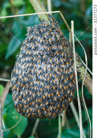 bee flies bee flies 81377273