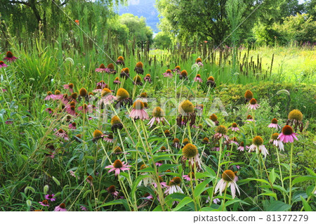 松果 松果 81377279