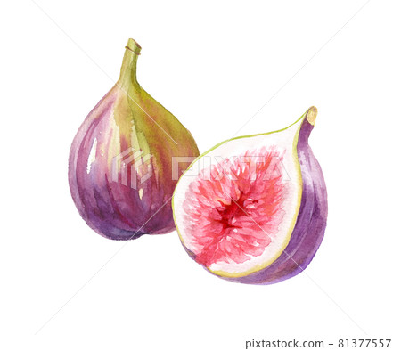 秋季水果:並排的兩個無花果的水彩插圖。矢量數據。 秋季水果:並排的兩個無花果的水彩插圖。矢量數據。 81377557