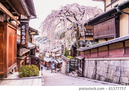 《Kyoto Prefecture》 Weeping cherry blossoms in Sannen-zaka, Kyoto in spring 81377757