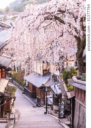《京都府》春天京都三念坂的垂枝櫻花 81377764