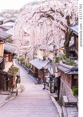 《京都府》春天京都三念坂的垂枝櫻花 81377765