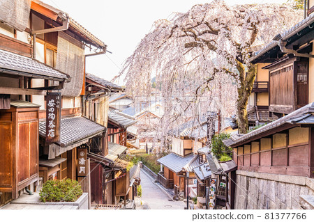 《京都府》春天京都三念坂的垂枝櫻花 81377766