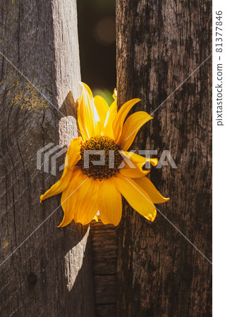 Yellow flower old wooden fence. Vintage wallpaper floral rustic screensaver countryside rural style Jerusalem artichoke Yellow flower old wooden fence. Vintage wallpaper floral rustic screensaver countryside rural style Jerusalem artichoke 81377846