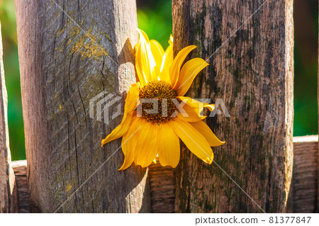 Yellow flower old wooden fence. Vintage wallpaper floral rustic screensaver countryside rural style Jerusalem artichoke Yellow flower old wooden fence. Vintage wallpaper floral rustic screensaver countryside rural style Jerusalem artichoke 81377847