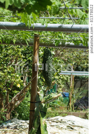 Okinawa bitter gourd field Okinawa bitter gourd field 81378022