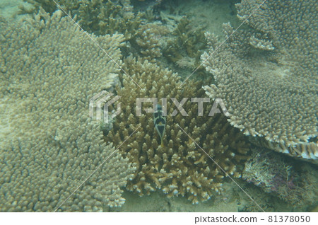Okinawa coral reef 81378050