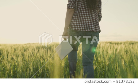 farmer in boots walks across a green field with a tablet in his hands in the glare of the sunset, work and life in agriculture, land crops have sprung up and grow, prepare for harvest, seed and grain 81378152