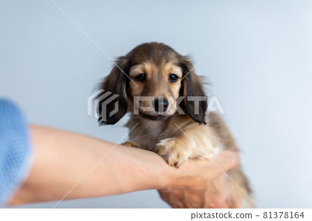 小狗 Kaninhen 臘腸 小狗 Kaninhen 臘腸 81378164