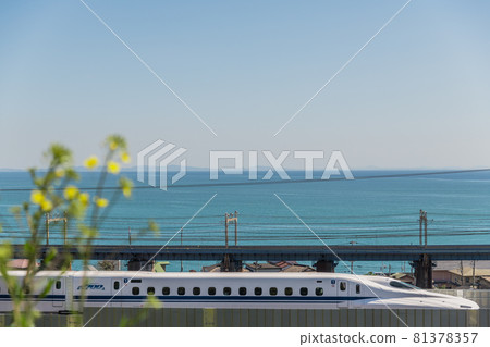 [Tokaido Shinkansen N700A and rape blossoms running through Sagami Bay] 81378357