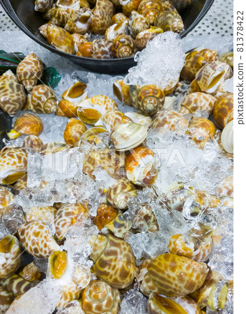 Fresh Spotted babylon (Babylonia areolata) in the metal tray with crushed ice. Fresh Spotted babylon (Babylonia areolata) in the metal tray with crushed ice. 81378422