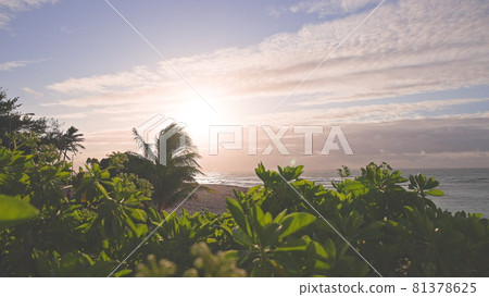 Tropical green flowers on the beach of Oahu Hawaii. Slow motion in the wind at sunrise. Natural botanical ocean beach atmosphere. 81378625