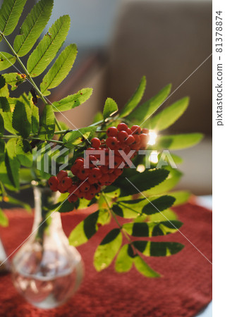 a rowan twig in a vase in a cozy home interior a rowan twig in a vase in a cozy home interior 81378874