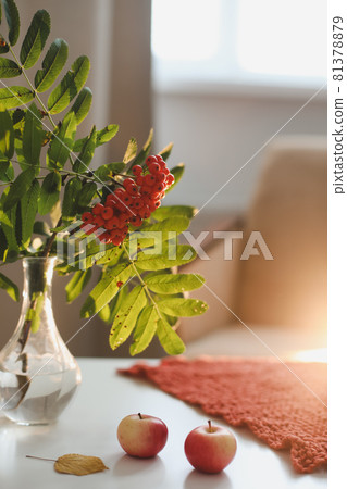 autumn still life with rowan and apples on a table  81378879