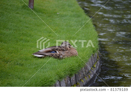 Duck resting Duck resting 81379189