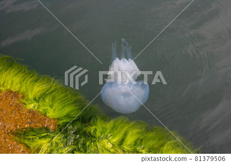 The Black Sea jellyfish kornerot swims near the shore in algae 81379506
