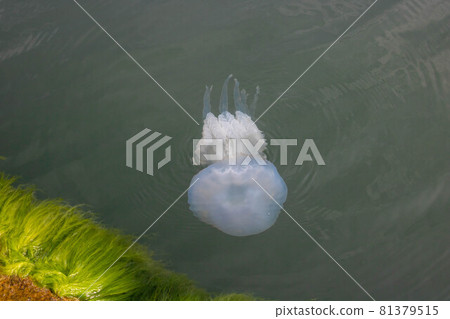 Black Sea jellyfish kornerot swims in the sea 81379515