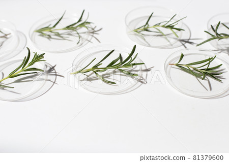 Essential oil with rosemary leaves in petri dishes on white background. 81379600