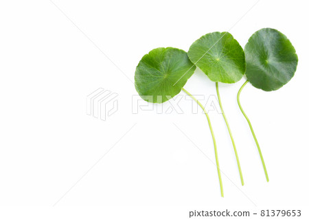 Fresh green centella asiatica leaves on white background. Fresh green centella asiatica leaves on white background. 81379653