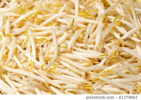 Fresh bean sprouts background. Close up Fresh bean sprouts background. Close up 81379662