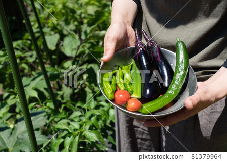 收穫夏季蔬菜 碗裡的蔬菜和女人的手 7 月 家庭菜園 照片素材 圖片 圖庫