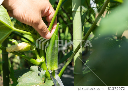 夏菜秋葵的栽培 男人用剪刀收割（7 月） 家庭菜園 81379972
