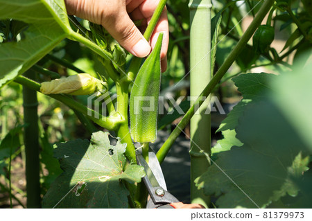夏菜秋葵的栽培 男人用剪刀收割（7 月） 家庭菜園 81379973