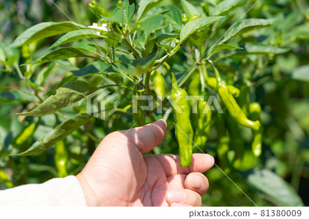 夏季蔬菜的栽培和收穫shishito Pepper 7 月 家庭菜園 照片素材 圖片 圖庫