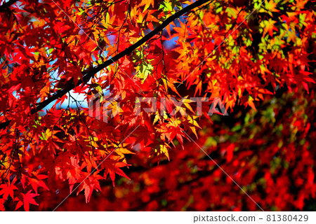 Autumn leaves of Tokyo Yoyogi Park 81380429