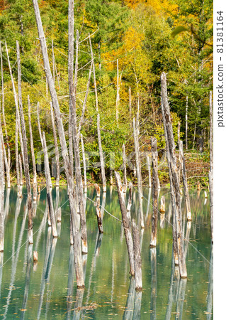 Mountains and blue pond dyed in yellow leaves, Biei Mountains and blue pond dyed in yellow leaves, Biei 81381164