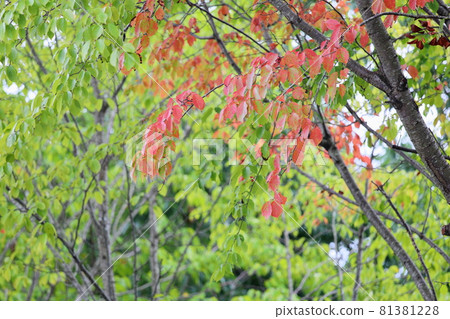 彩色的櫻桃葉 81381228