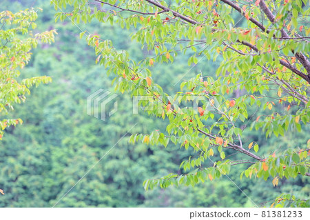 Colored cherry leaves Colored cherry leaves 81381233