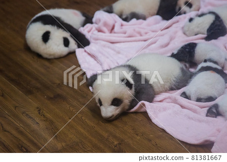 熊貓寶寶（中國-成都大熊貓繁育研究基地） 81381667