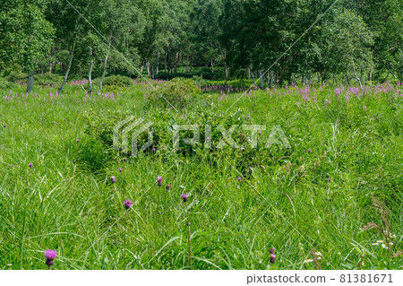 Birch and willow Birch and willow 81381671