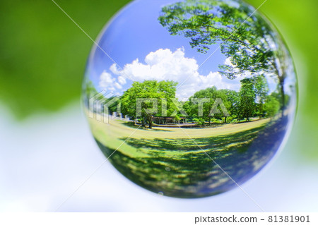 用鏡頭球看夏天的櫸樹森林 81381901