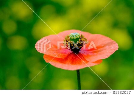 Early spring. Brightly colored poppies that make the arrival of spring Early spring. Brightly colored poppies that make the arrival of spring 81382037