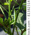 蚱蜢孩子攜帶幸福的側視圖 81382314