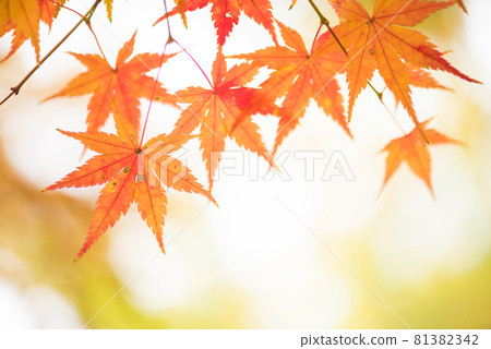 Maple trees changing color in late autumn Maple trees changing color in late autumn 81382342