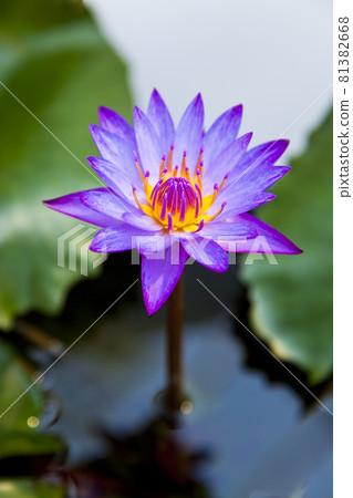 五顏六色的熱帶睡蓮 81382668