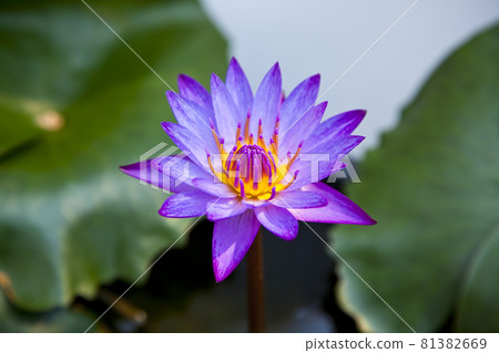 Colorful tropical water lily 81382669